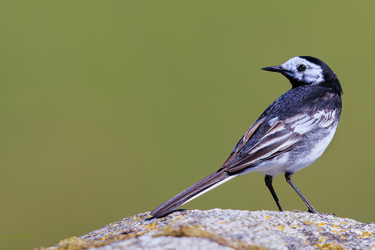 Pied Wagtail Motacilla alba On a rock green background